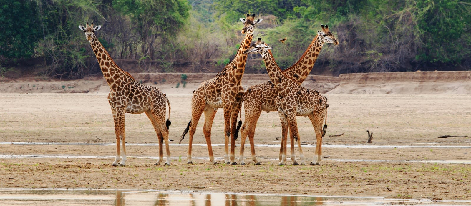 Enchanting Travels Zambia Tours Luambe Tower of Thornicroft Giraffe standing on the Luangwa Riverbed,