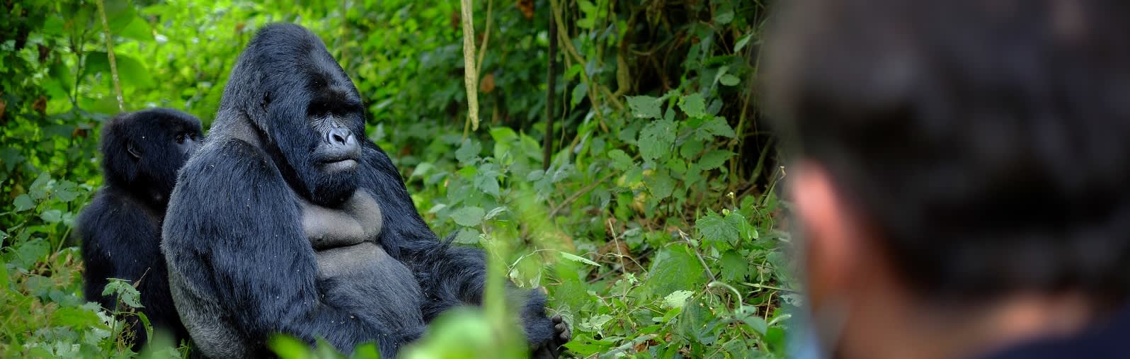 Best Time to Visit Rwanda