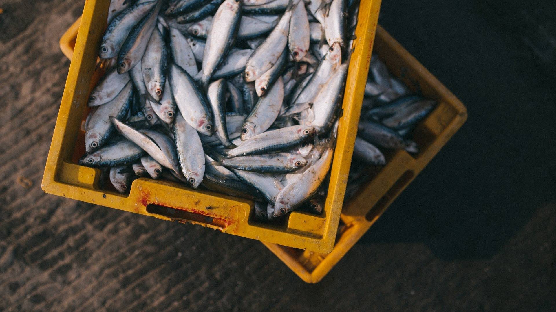 Frischer Fisch gehört fest zur Küche von Mauritius