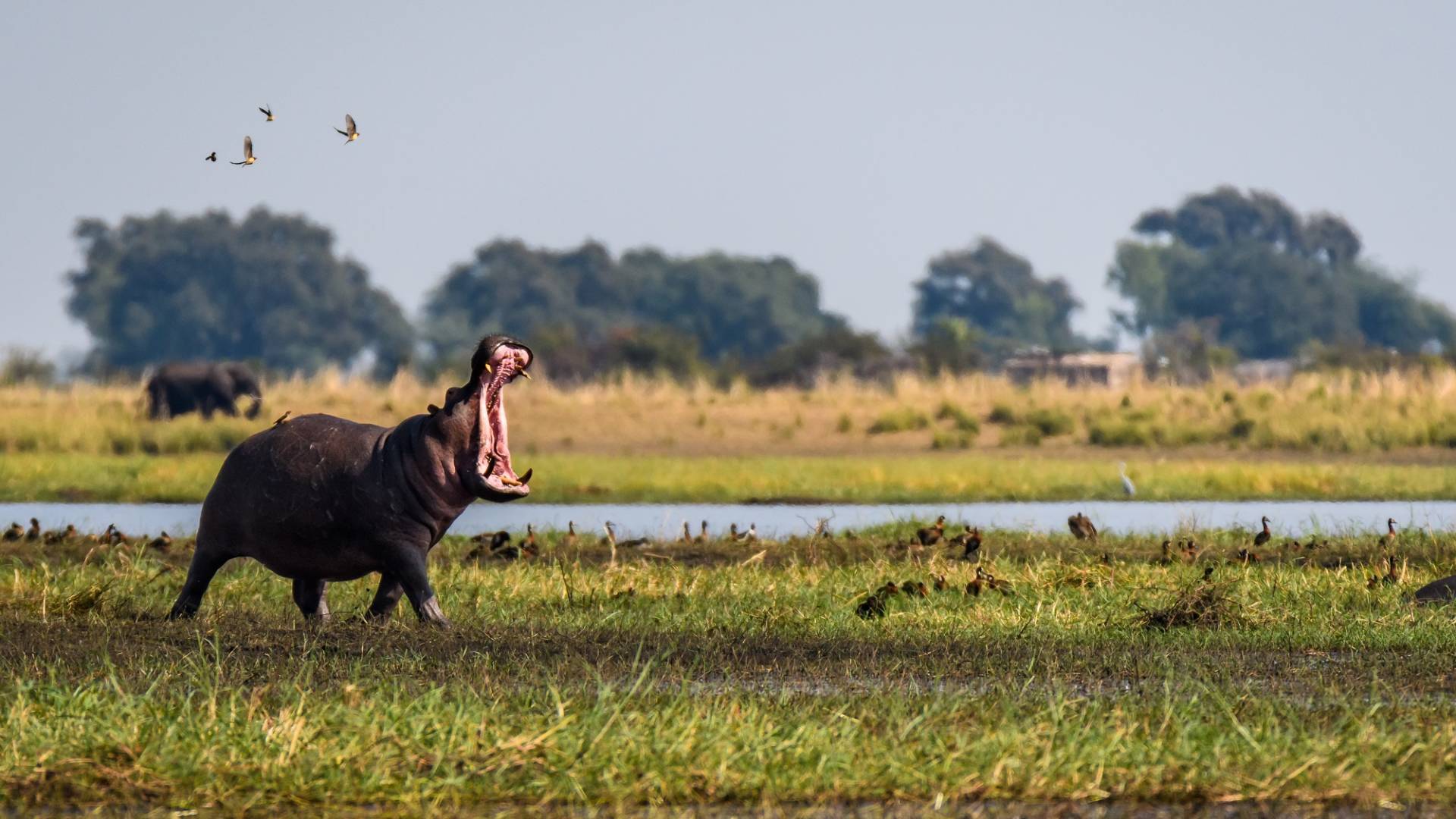 Südliches Afrika: Okavango Delta bis Victoriafälle