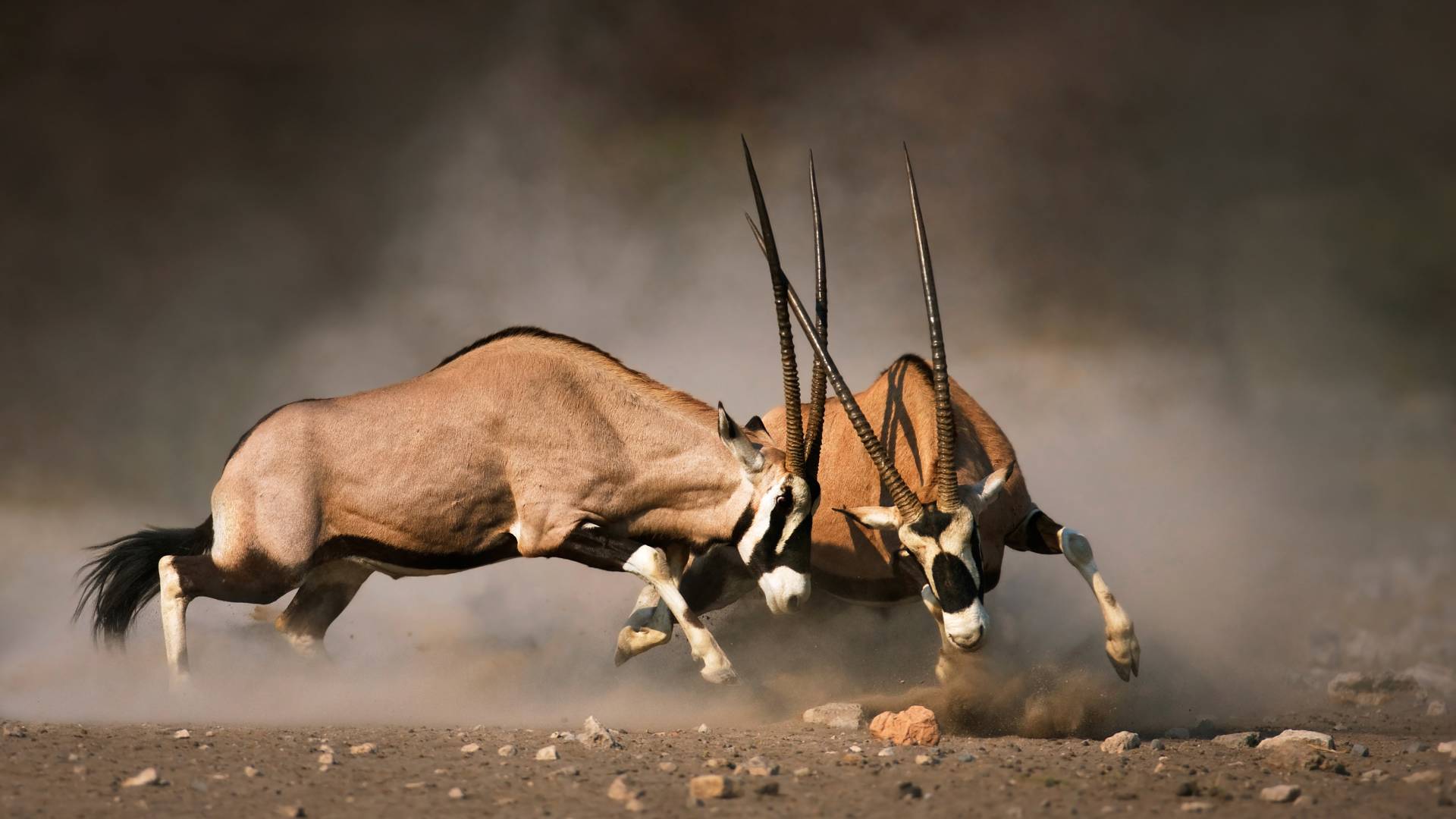 Intense fight between two male Gemsbok on dusty plains of Etosha
