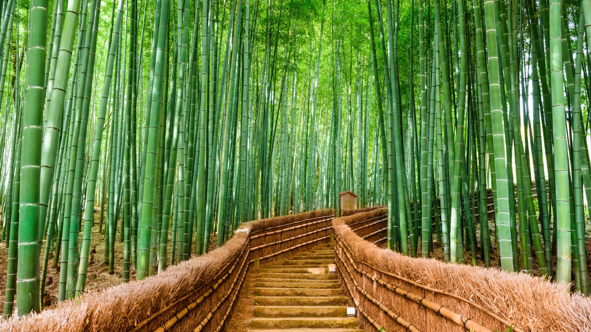 Kyoto, Japan at the Bamboo Forest Asia