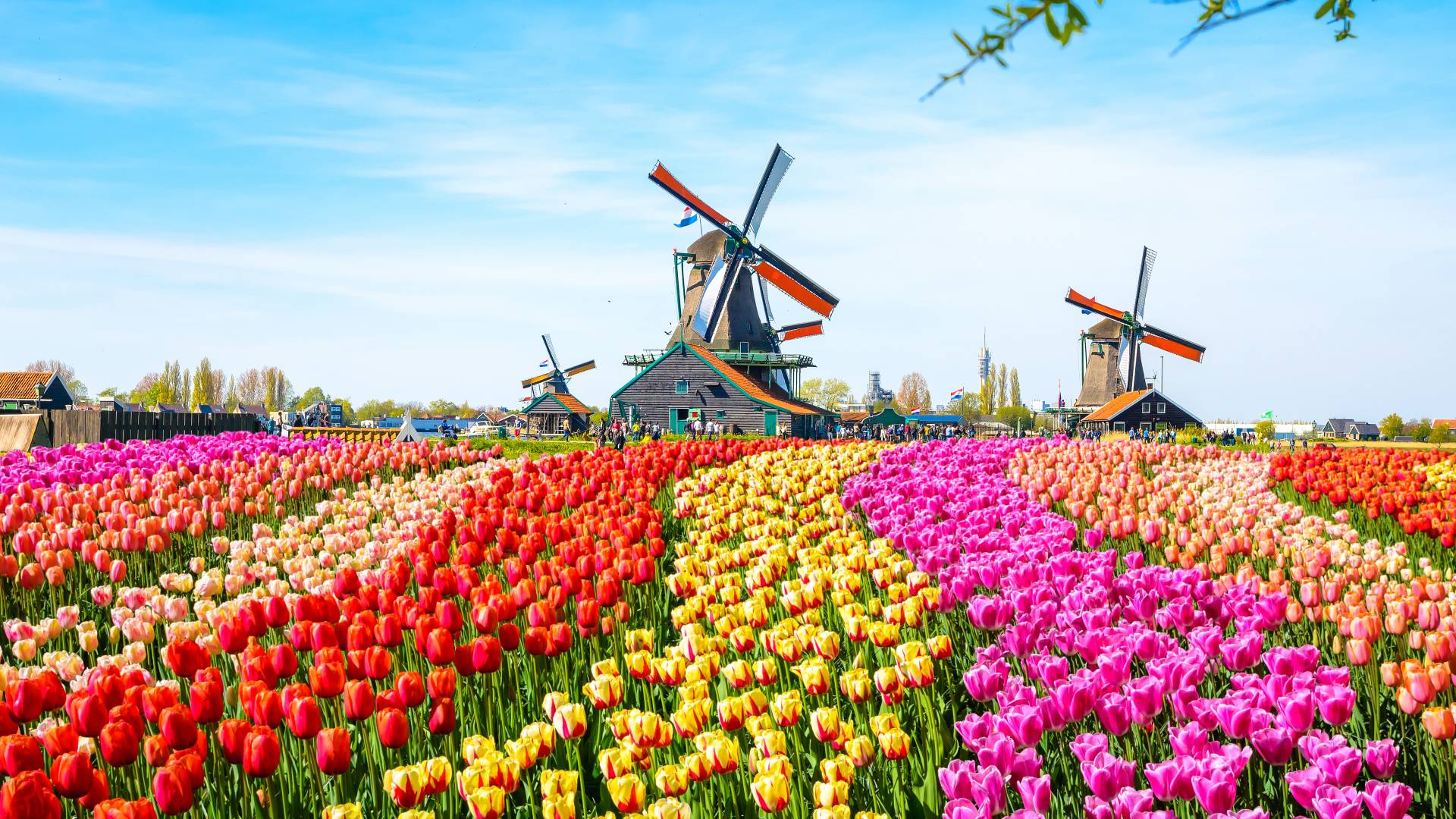 Landscape with tulips, traditional dutch windmills and houses near the canal in Zaanse Schans, Netherlands, Europe