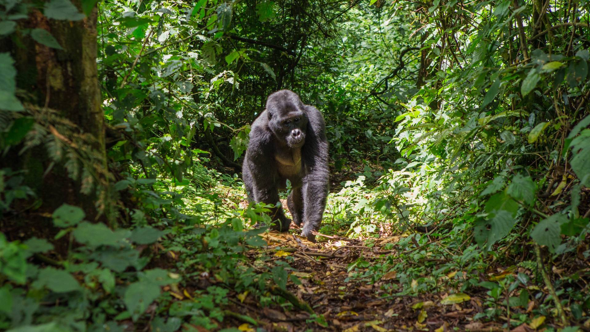 Classic Uganda Safari: Gorillas, Mountains and Great Lakes