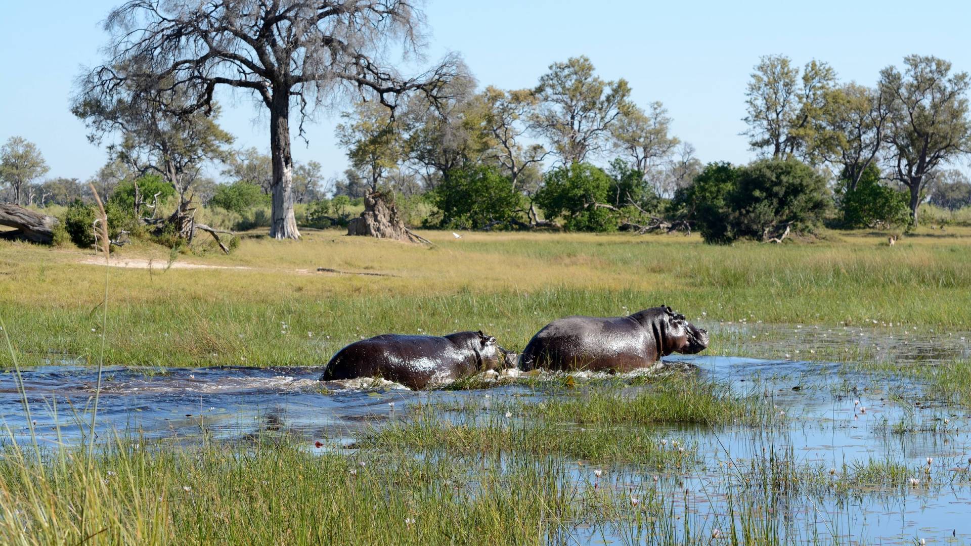Simbabwe und Botswana: Von den Victoriafällen zum Okavango-Delta