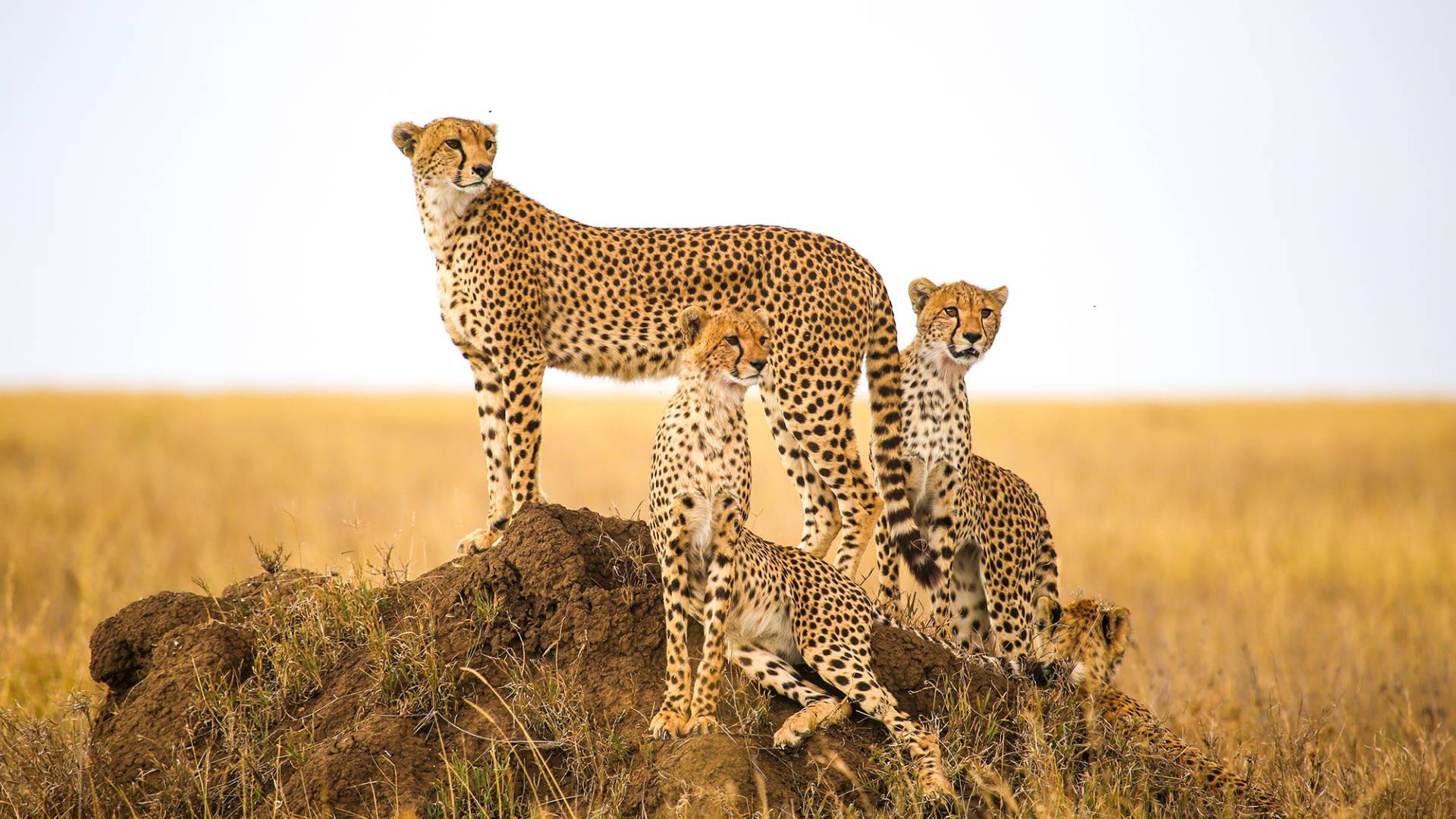 Group of Cheetah Serengeti National Park Tanzania Safari