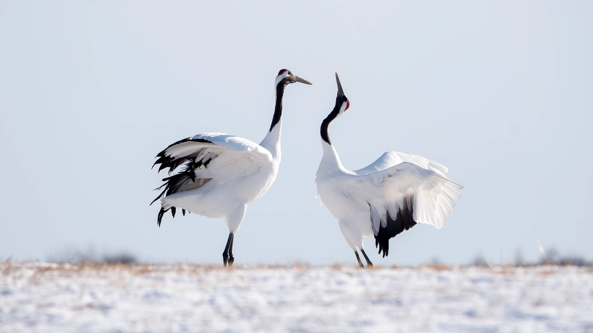Two Japanese Red Crown Cranes in Winter, Kushiro, Japan