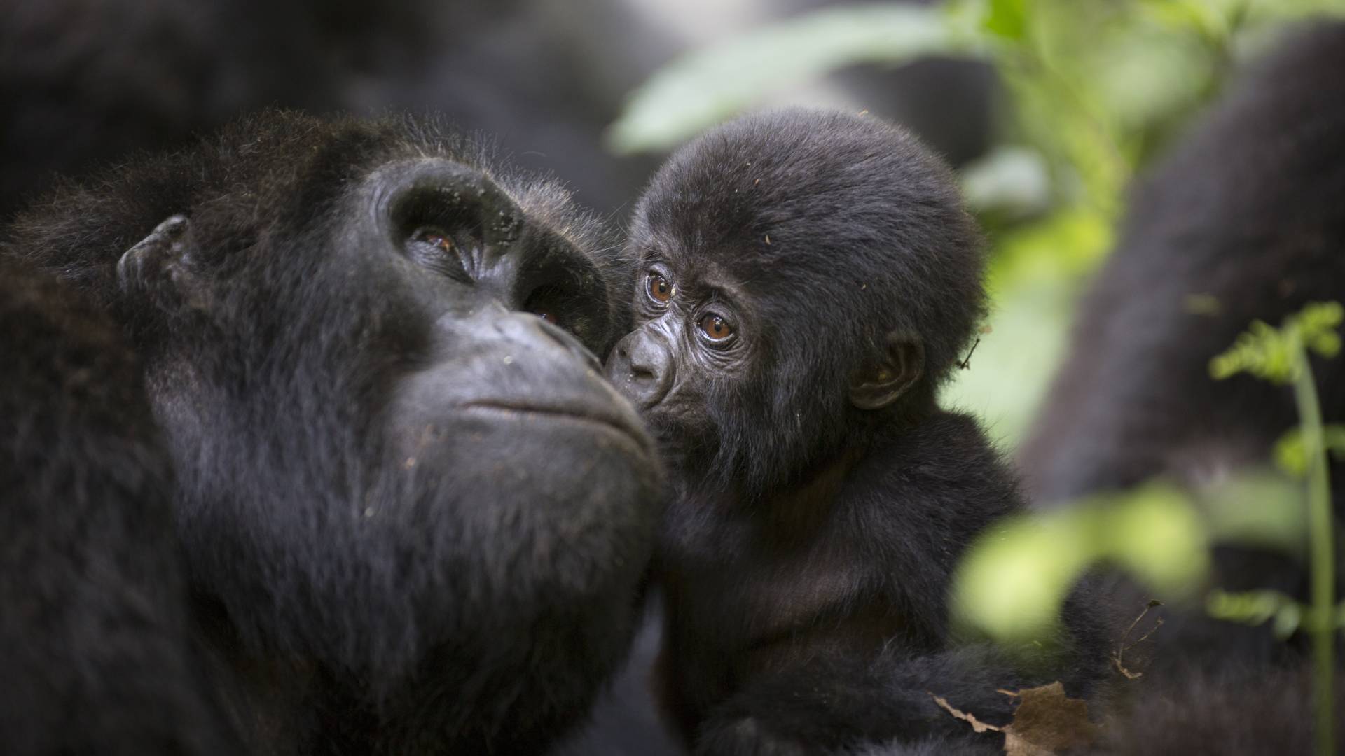 Uganda: Gorilla trekking