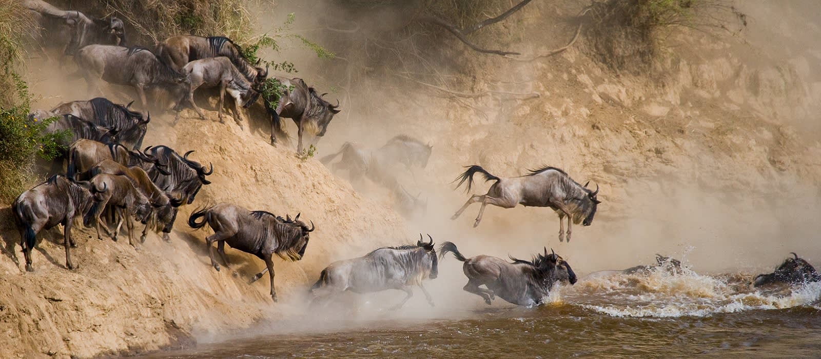 Best Time to Visit Kenya - Wildebeests are crossing Mara river. Great Migration. Kenya. Tanzania. Masai Mara National Park