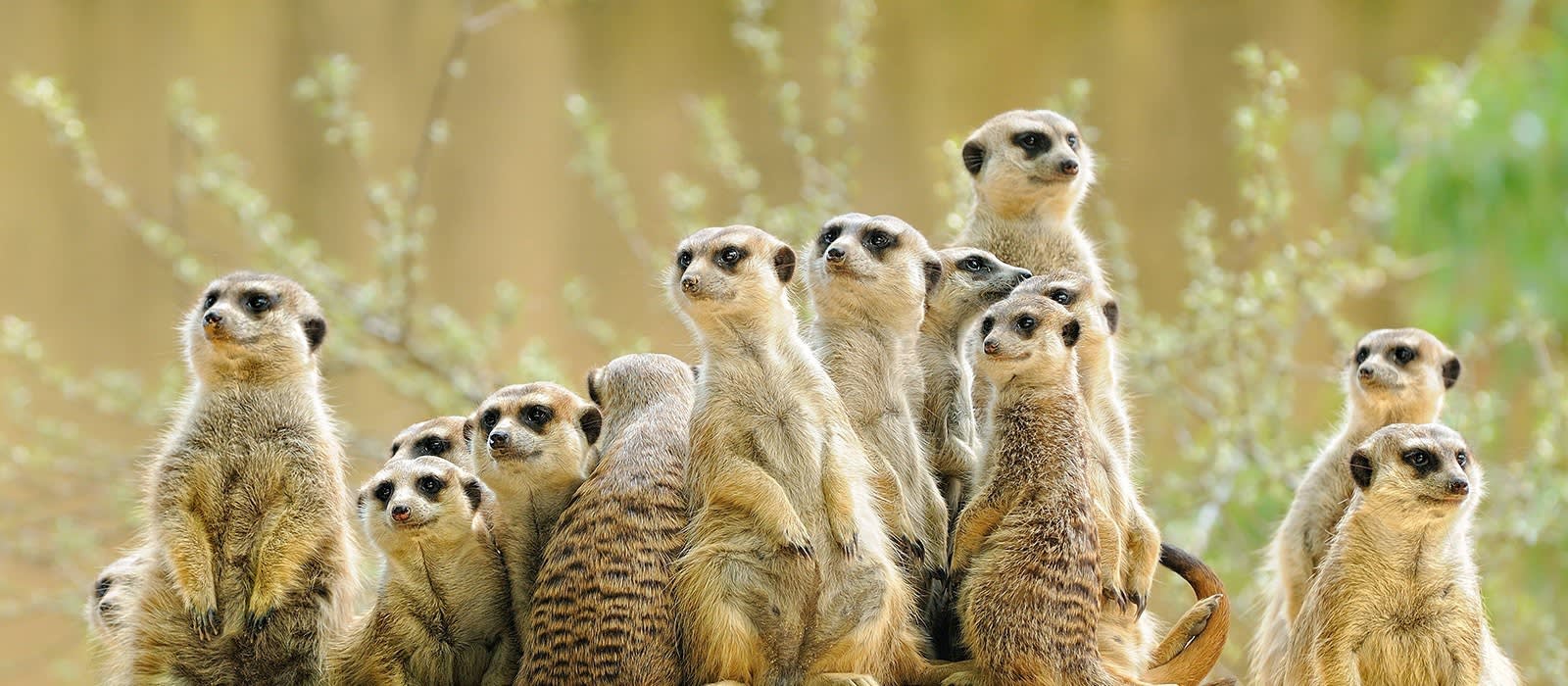 Meerkats in the Kalahari desert