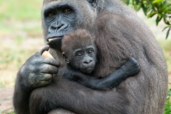 Kenia & Ruanda: Safari und Gorilla-Trekking