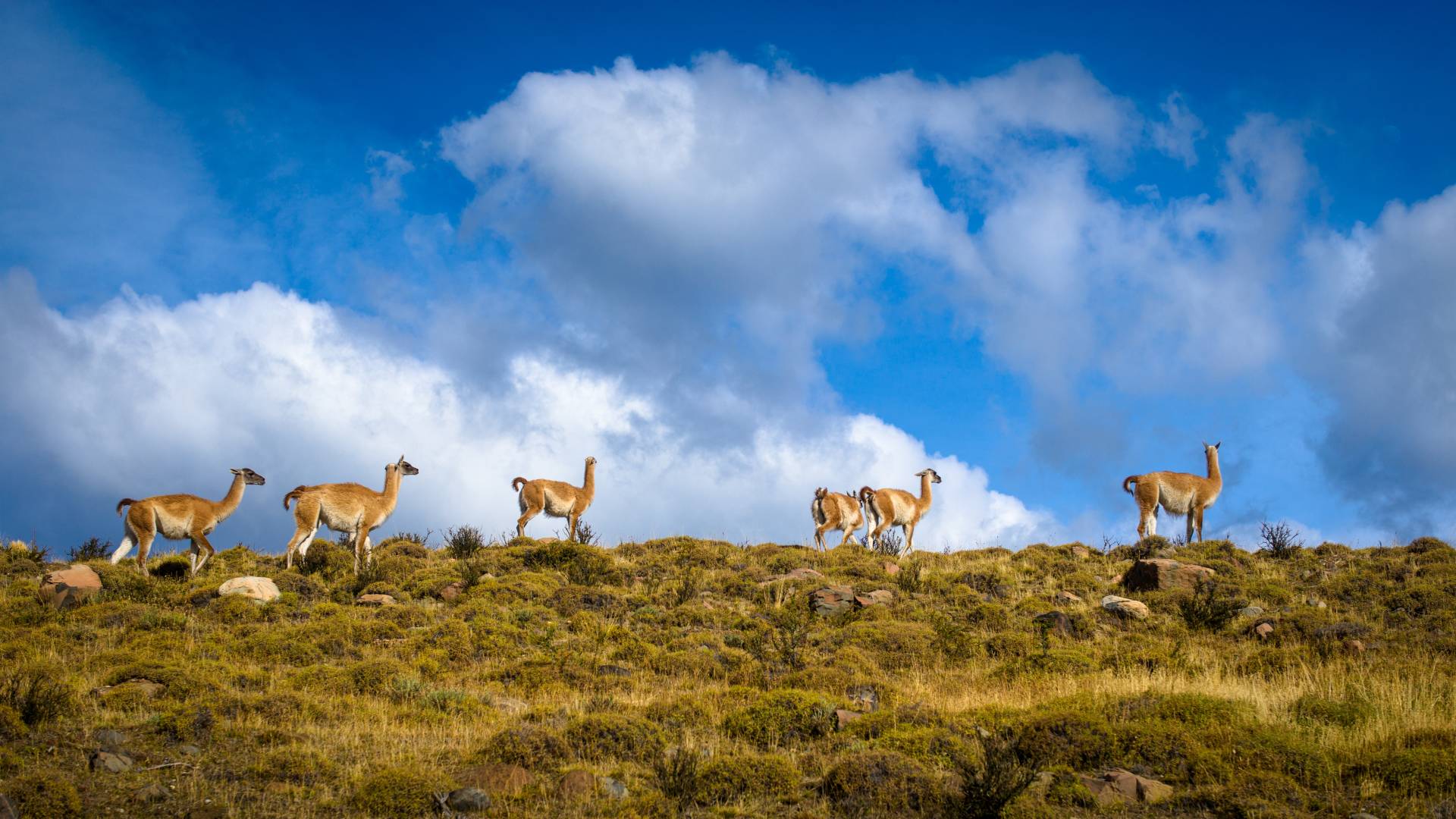 Beste Reisezeit Chile