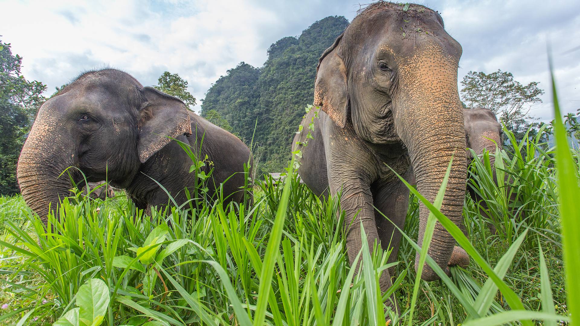 Elephants in Thailand