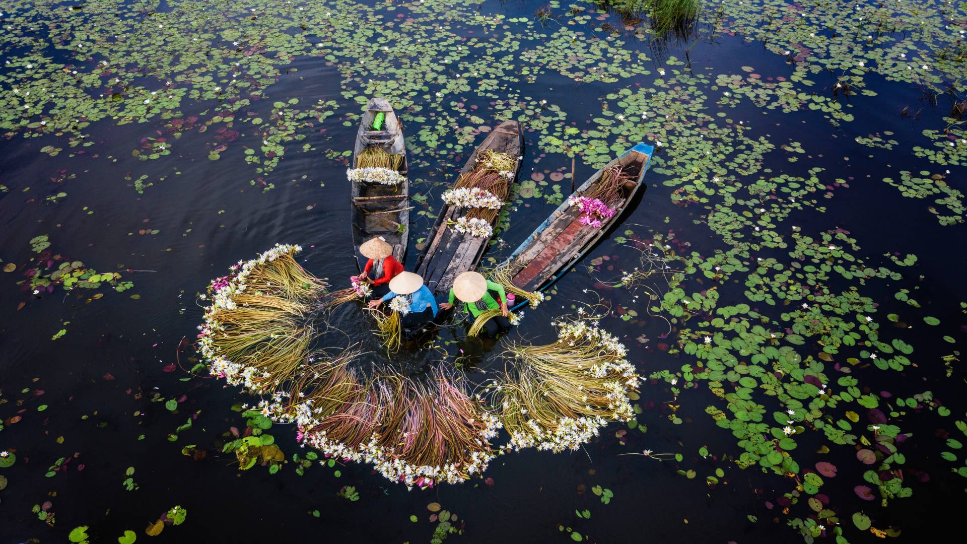 Harvest,Lilies,In,Moc,Hoa,long,An,vietnam