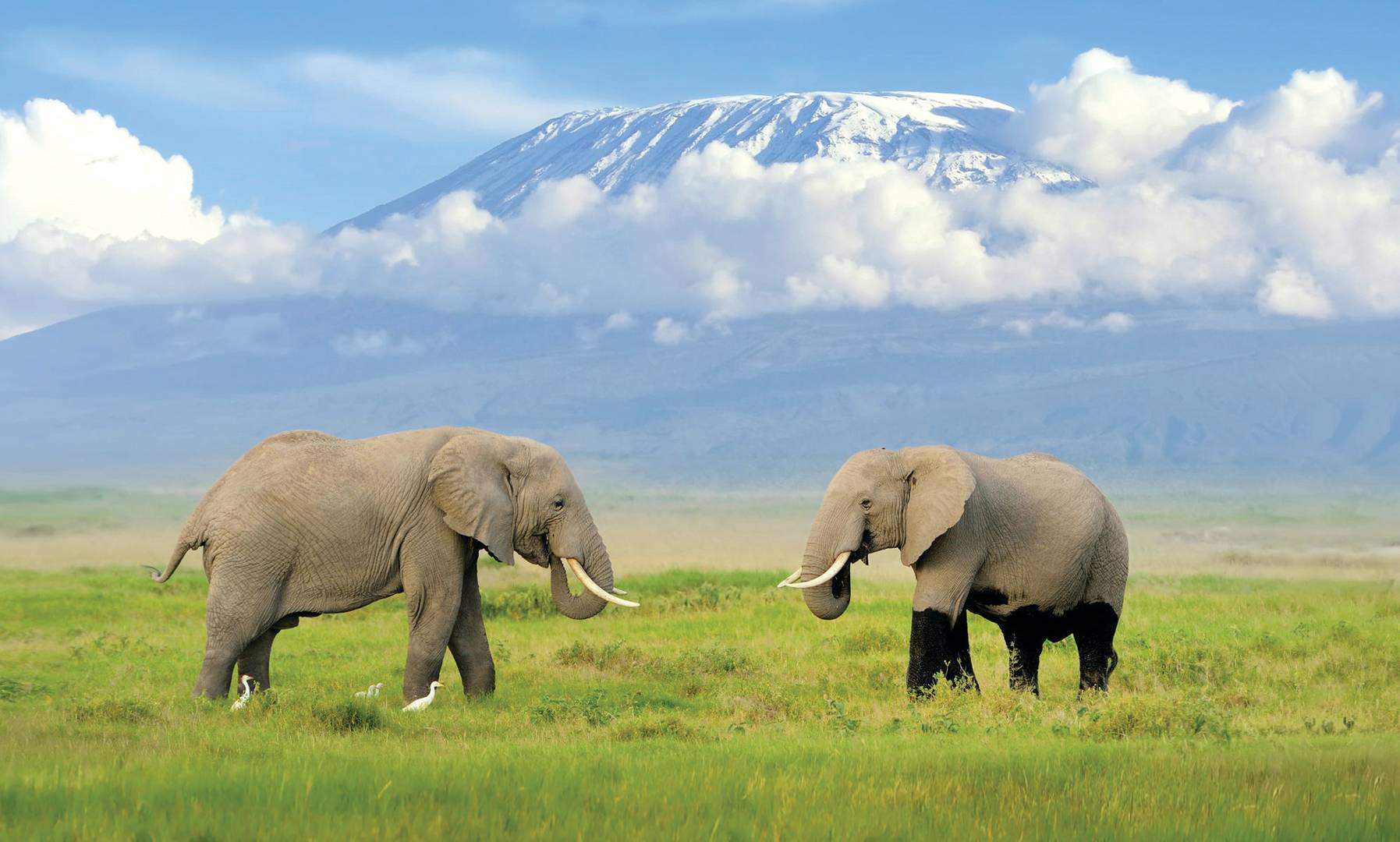 Two Elephants standing under the backdrop of a mountain