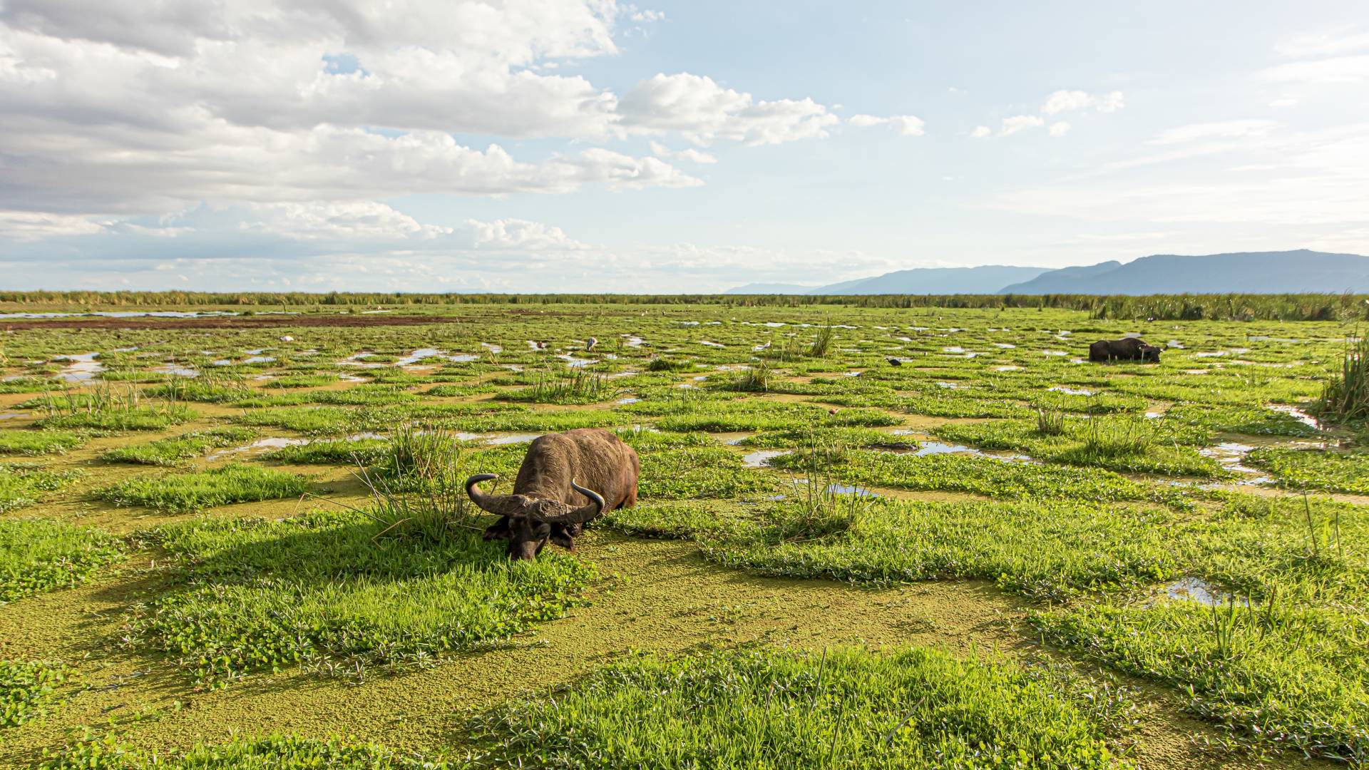 Tansania: Safari-Abenteuer und romantisches Sansibar