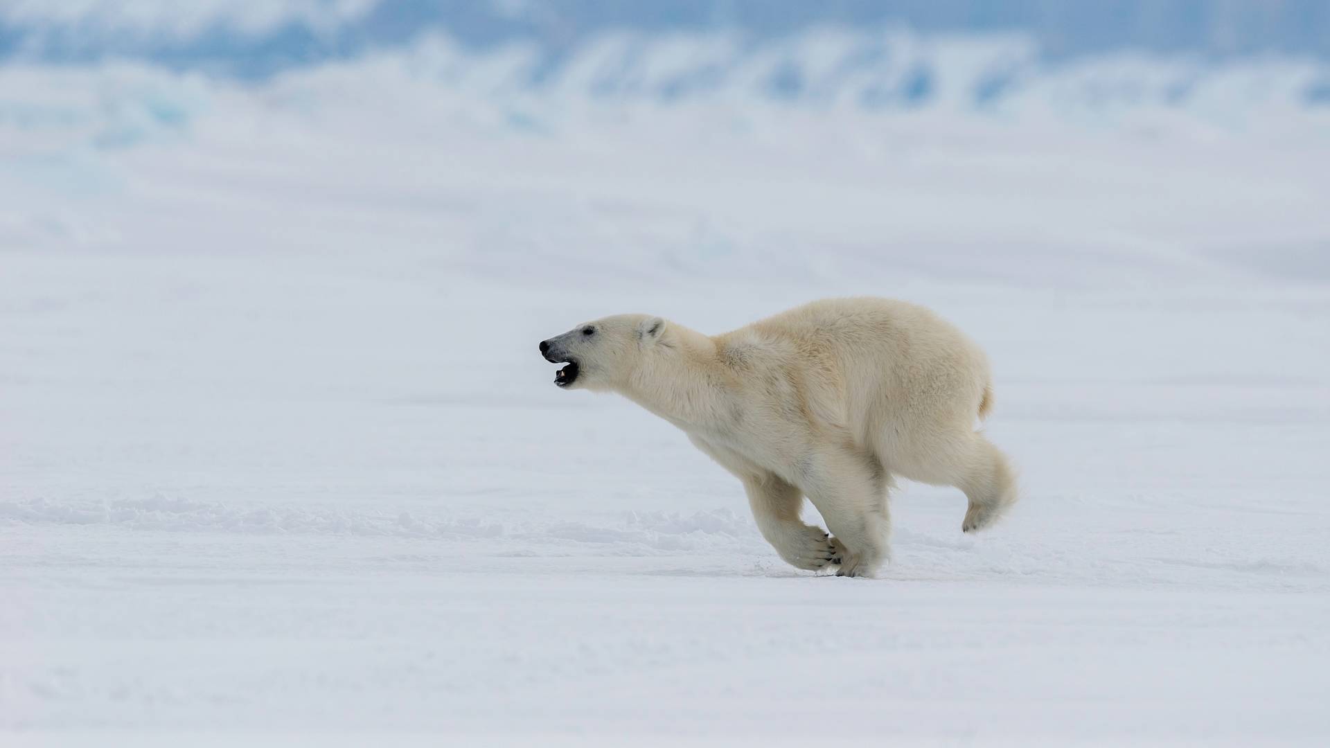 Polargebiete