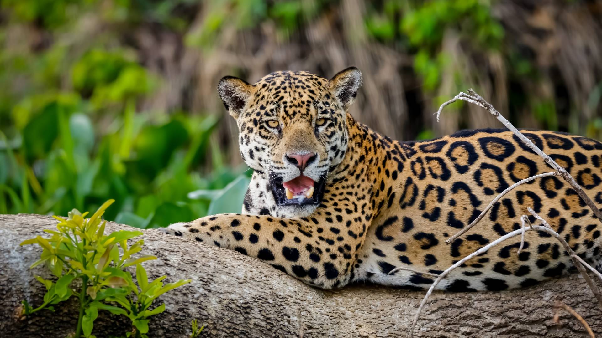 Brazil: Pantanal & Amazon