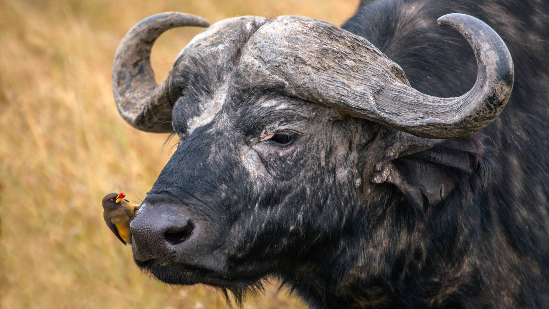 Sambia