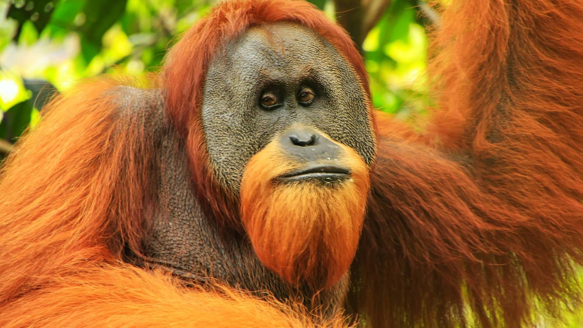 Indonesia: Classic Sumatra
