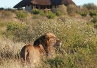 Lion at Duma Tau Camp in Central Kalahari, Botswana