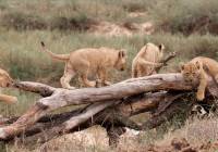 Enchanting Travels - South Africa Tours - Kruger South - Mala Mala Main Camp - Cubs playing