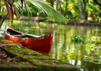 Palm tree tropical forest in backwaters of Cochin Kerala India Asia