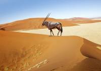 Wandering dune of Sossuvlei, Namibia, Africa