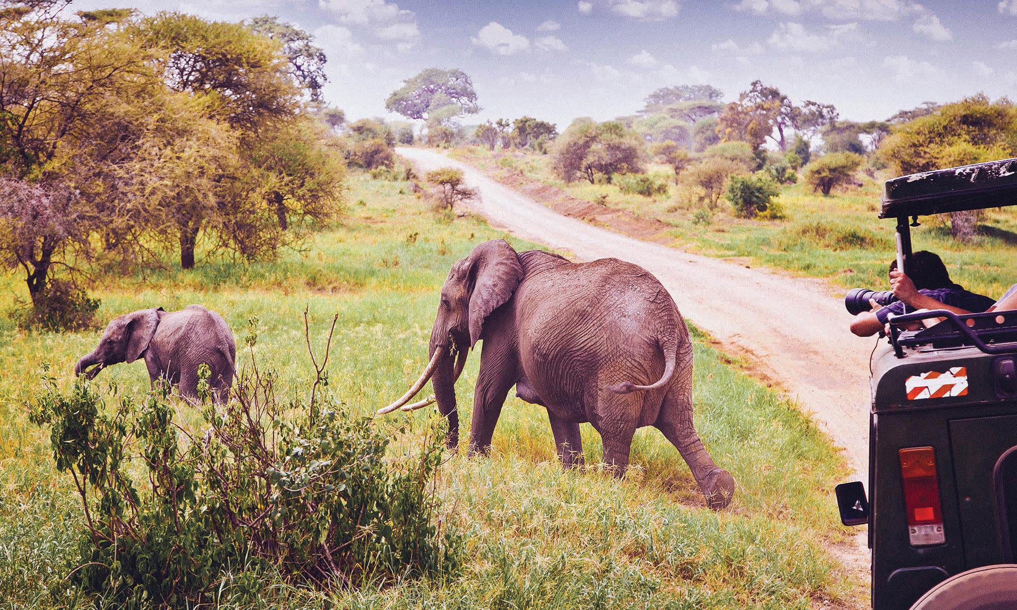 Elephant in Safari