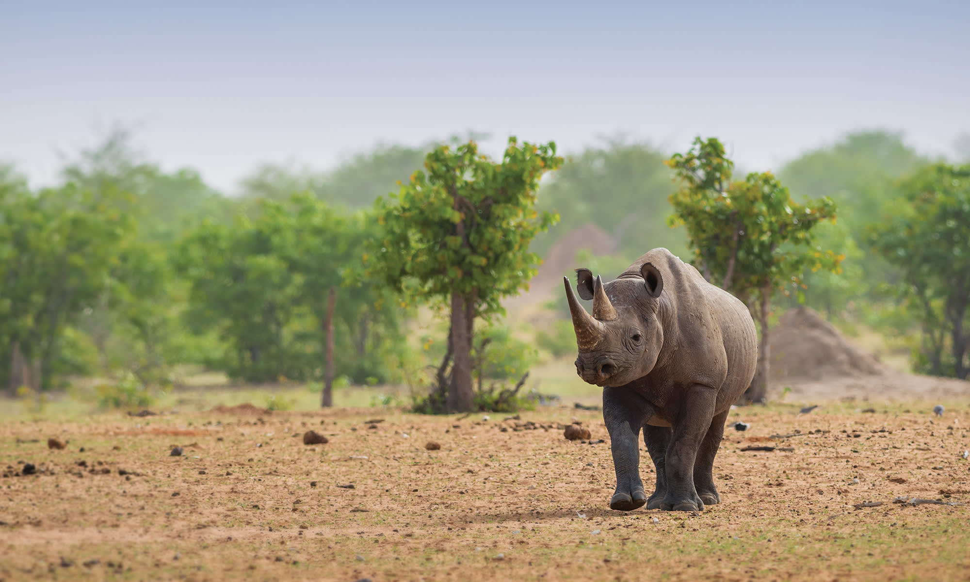 Rhinoceros walking