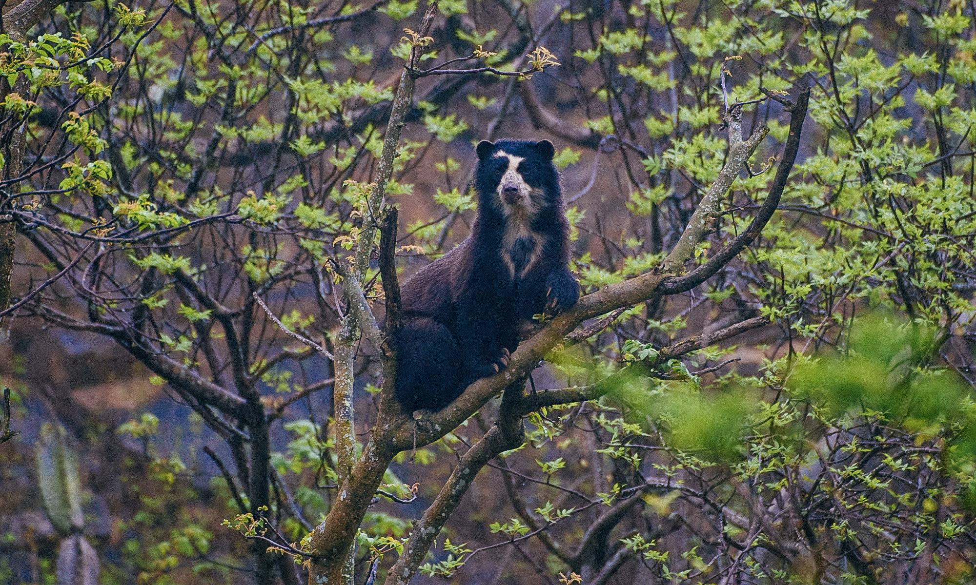 Spectacled Bear