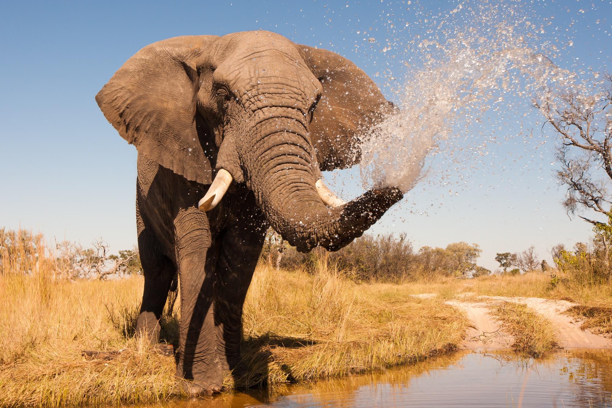 Elephant Splashing Water