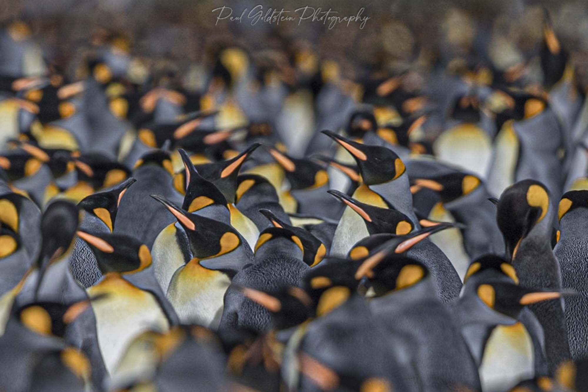 King penguins in South Georgia