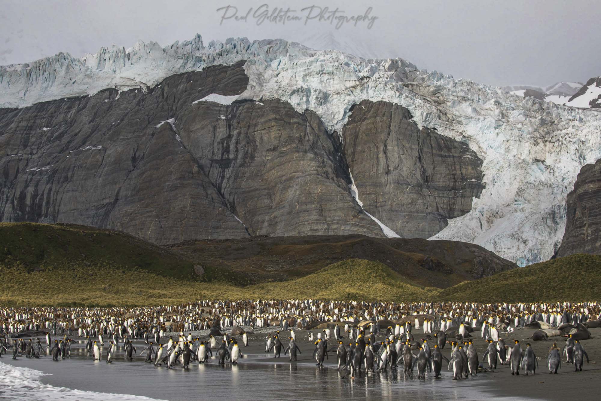 King penguin rookies in South Georgia