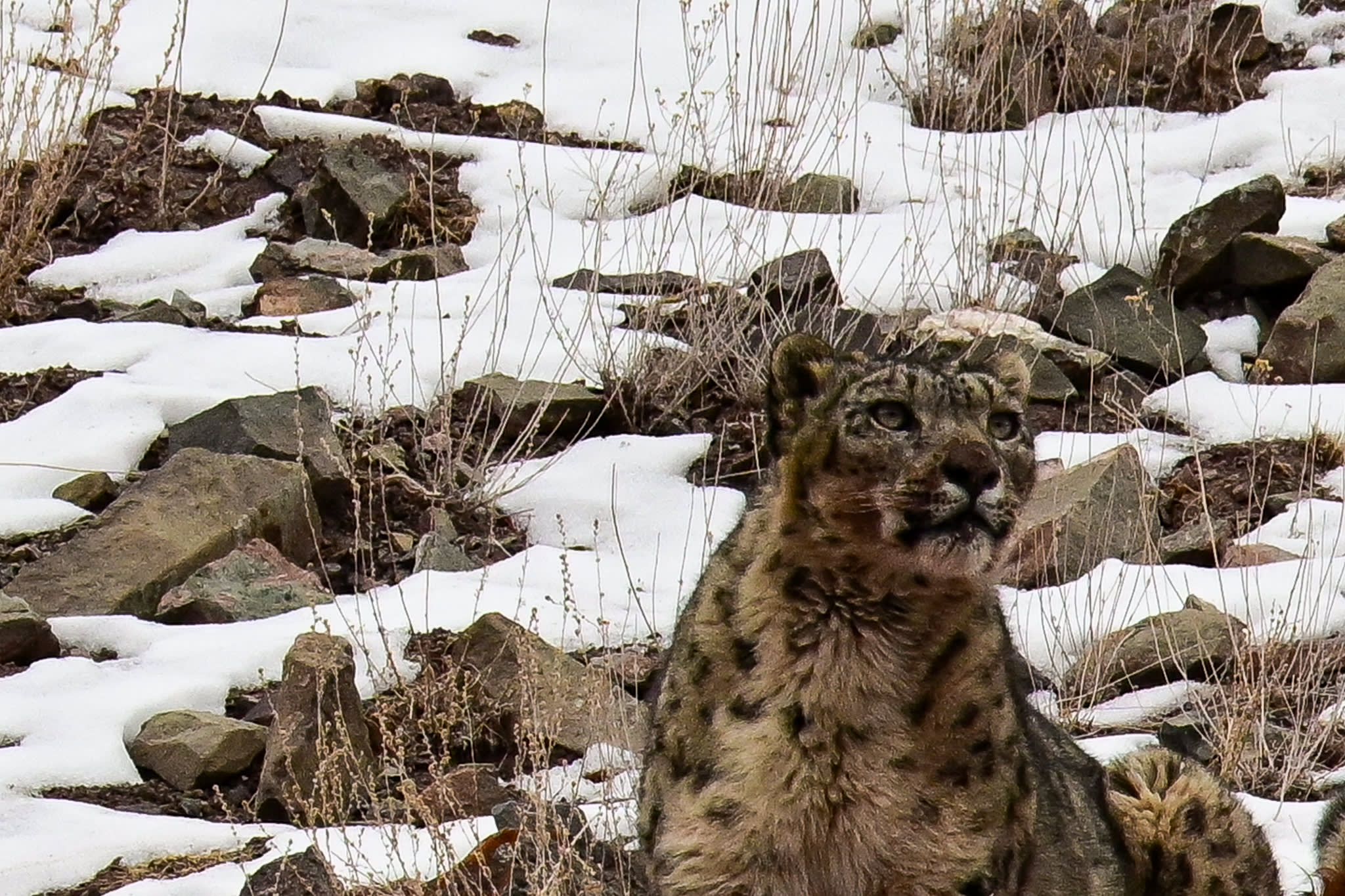 Join Valerie Parkinson on her search for snow leopards in the Himalaya 