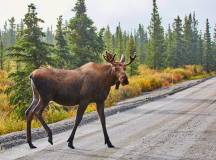 Moose, Denali National Park and Preserve, Alaska, USA