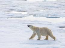Northwest Passage: Epic High Arctic