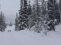 Norway Cross-country Skiing