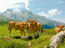 Walking the Picos de Europa