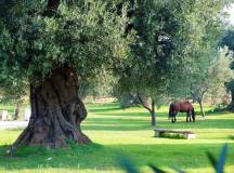 Cycling Puglia & Matera