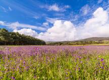 Camino de Santiago Trek