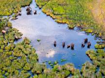 Botswana & Zimbabwe Lodge Safari