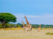 Botswana & Zimbabwe Lodge Safari