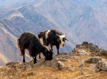 Mt Toubkal Climb