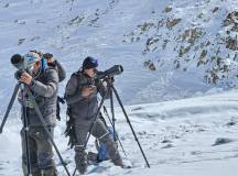 Search for Snow Leopards with Valerie Parkinson