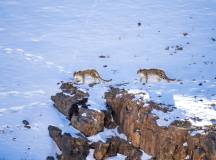 Big Cats