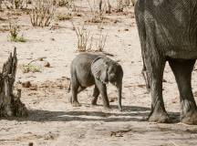 Botswana & Zimbabwe Lodge Safari