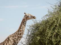 Botswana & Zimbabwe Lodge Safari