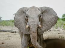 Botswana & Zimbabwe Lodge Safari