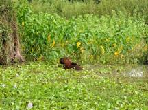 Land of the Jaguar Photographic Safari with Paul Goldstein